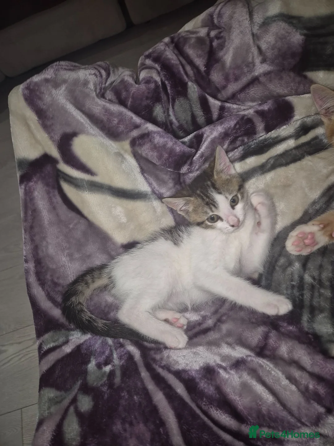 Mixed Breed cats for sale: Mixed  bread  - Advert 4