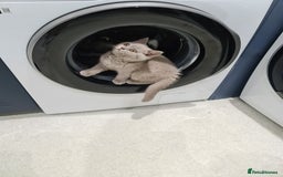 British Shorthair cats for sale: British shorthair kitten READY NOW - Image 2
