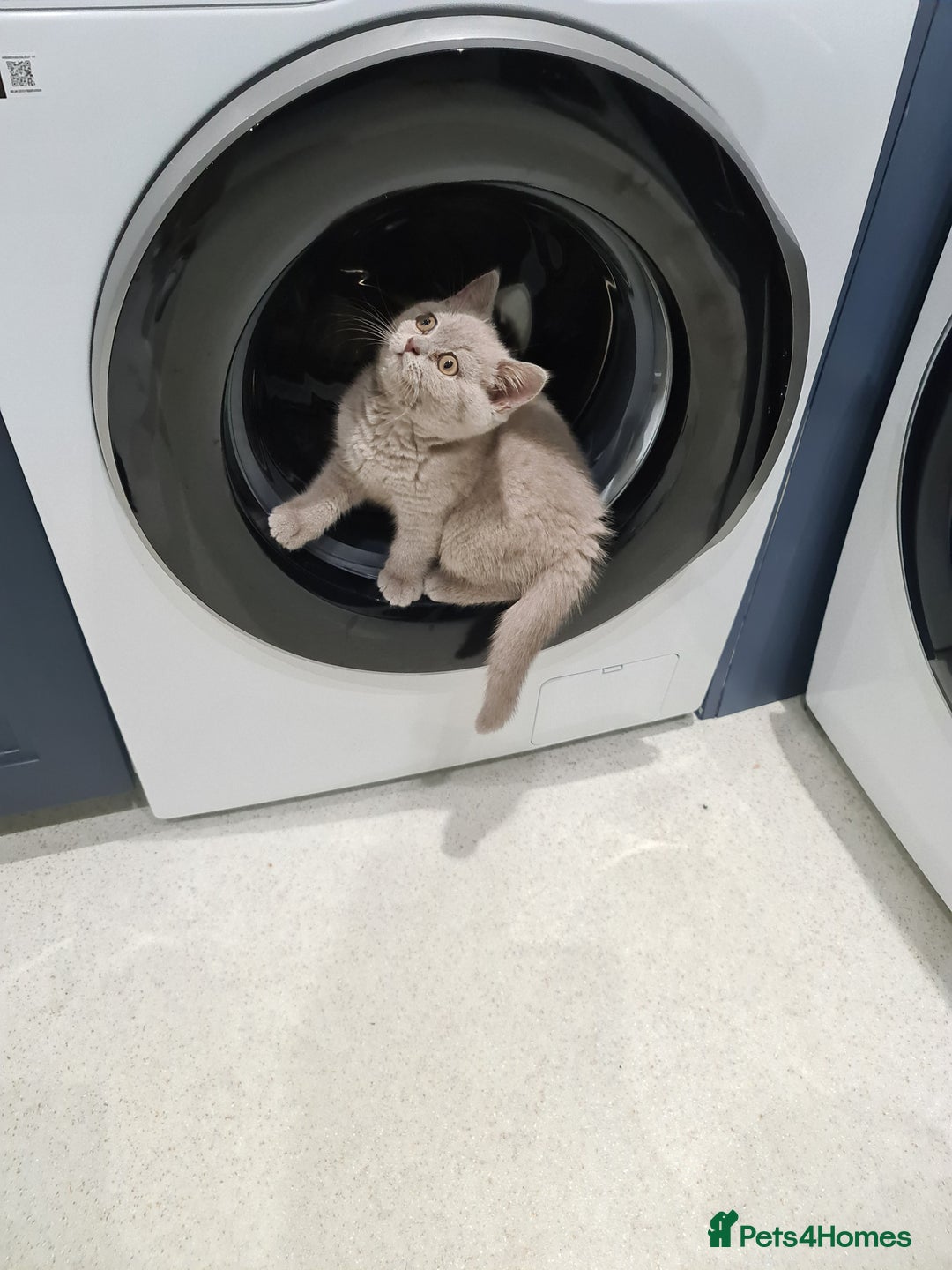 British Shorthair cats for sale: British shorthair kitten READY NOW - Image 2