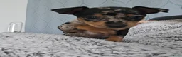 Miniature Pinscher dogs for sale: Miniature Pincher with Prague Ratter lineage - Advert 7