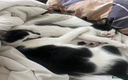 Mixed Breed cats for sale: Last 2 adorable kittens need homes! - Image 7