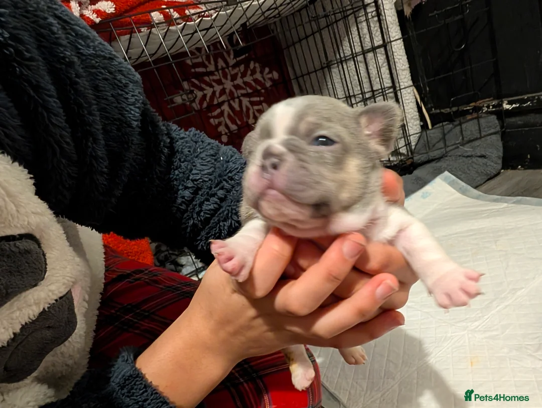 French Bulldog dogs for sale: French bulldog pups - Advert 8