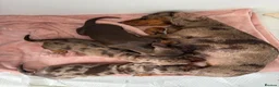 Dachshund dogs for sale: 3 beautiful unusual colours Dachshund  in Burnham-on-Sea - Advert 1