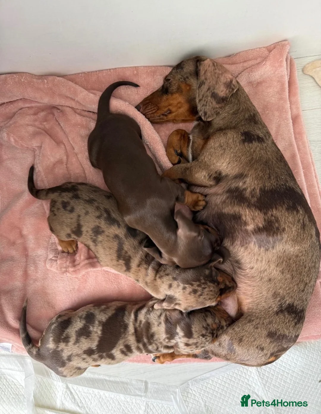 Dachshund dogs for sale: 3 beautiful unusual colours Dachshund  in Burnham-on-Sea - Advert 1