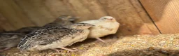 Mixed Breed poultry for sale: Selling Collection - Turkeys, Chickens and Quail - Advert 17