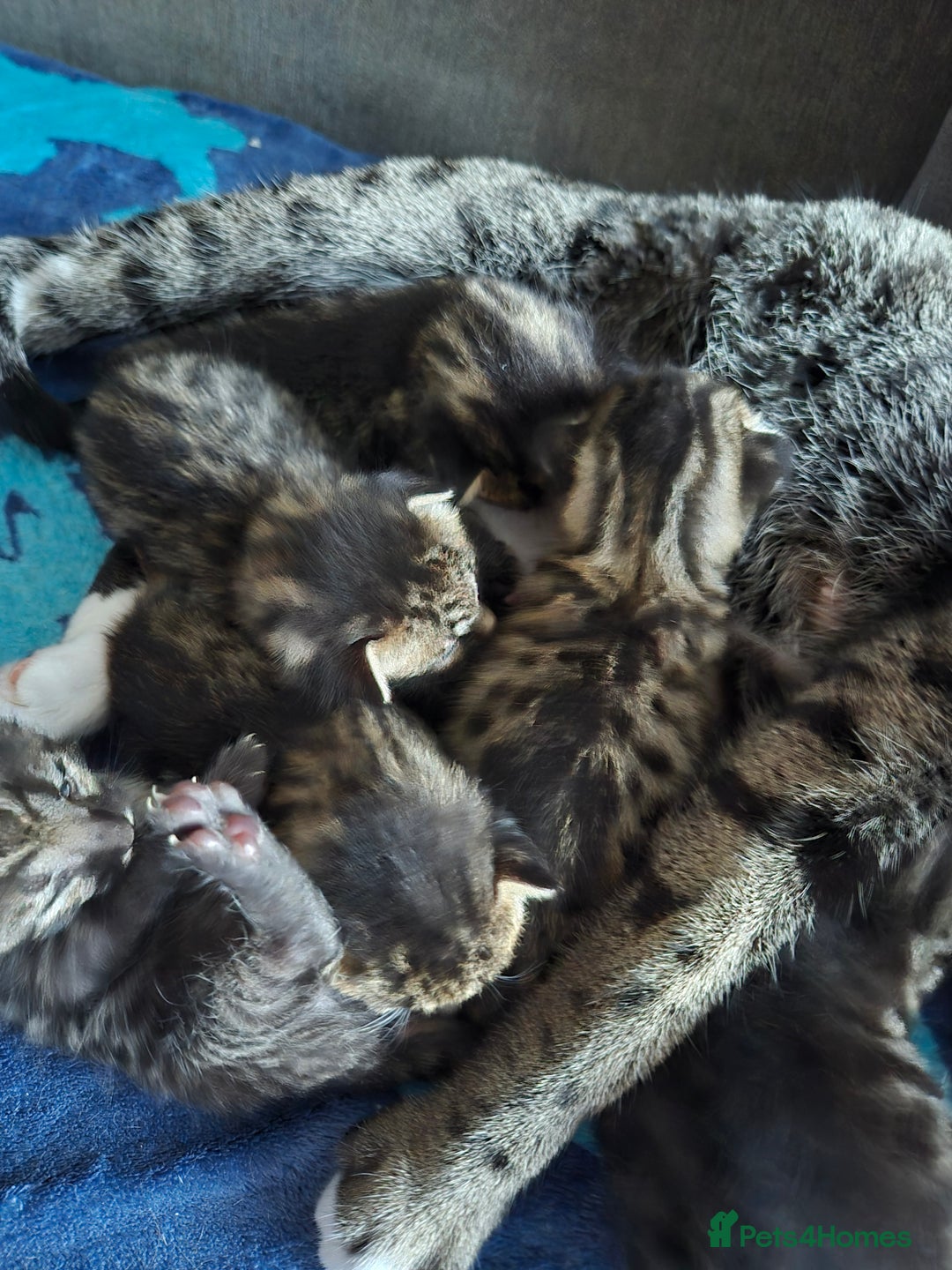 Savannah cats for sale: Savannah kittens ready to leave 24th October  - Image 13