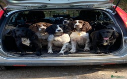 Sprocker dogs for sale: My sweet peas SPECIAL indeed x - Image 18