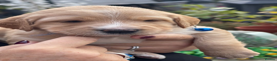 Miss Bounty Australian Labradoodle Puppy 9