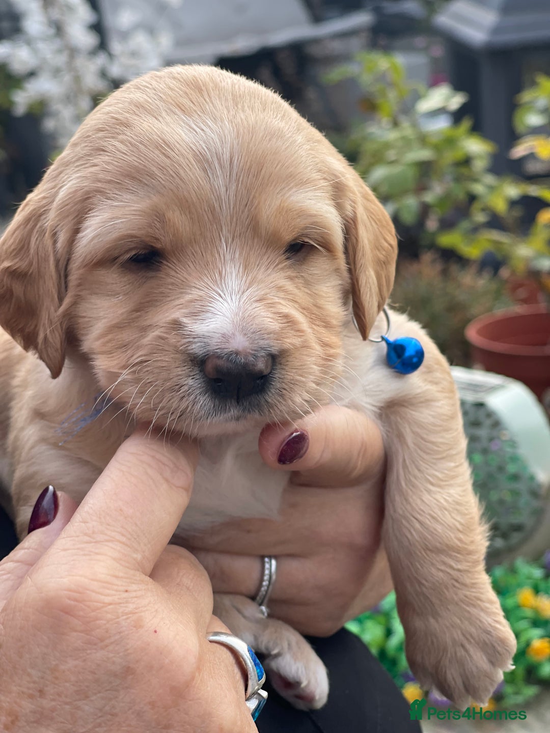 Australian Labradoodle dogs for sale: Australian Labradoodle Puppies F1b - Advert 19