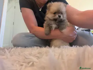 Pomeranian dogs KC Registered Pomeranian Puppies – Tiny teddys - Advert 3