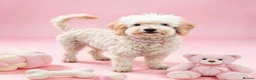 Cavapoo dogs for sale: top quality Cavapoo Puppies - Advert 10