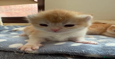 British Shorthair cats - Advert 1