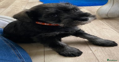 Miniature Schnauzer dogs - Advert 3