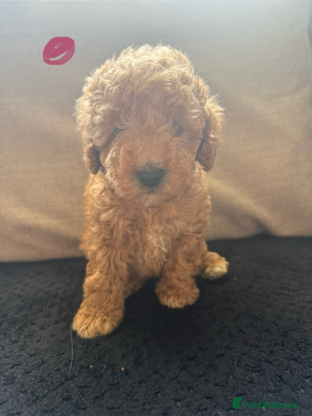 Toy Poodle dogs for sale: Toy poodle puppies  - Image 7