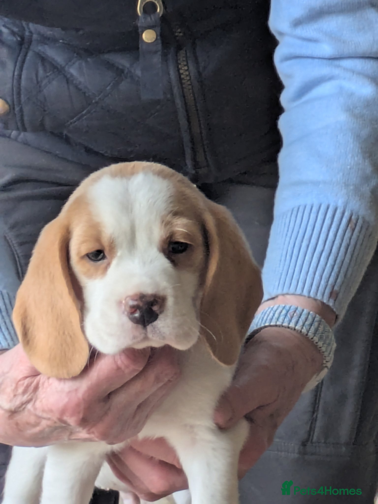 Beagle dogs Beagle puppies  - Advert 1