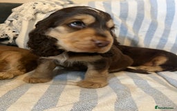Cocker Spaniel dogs for sale: ADORABLE KC REG SHOW TYPE COCKER SPANIEL PUPPIES - Image 8