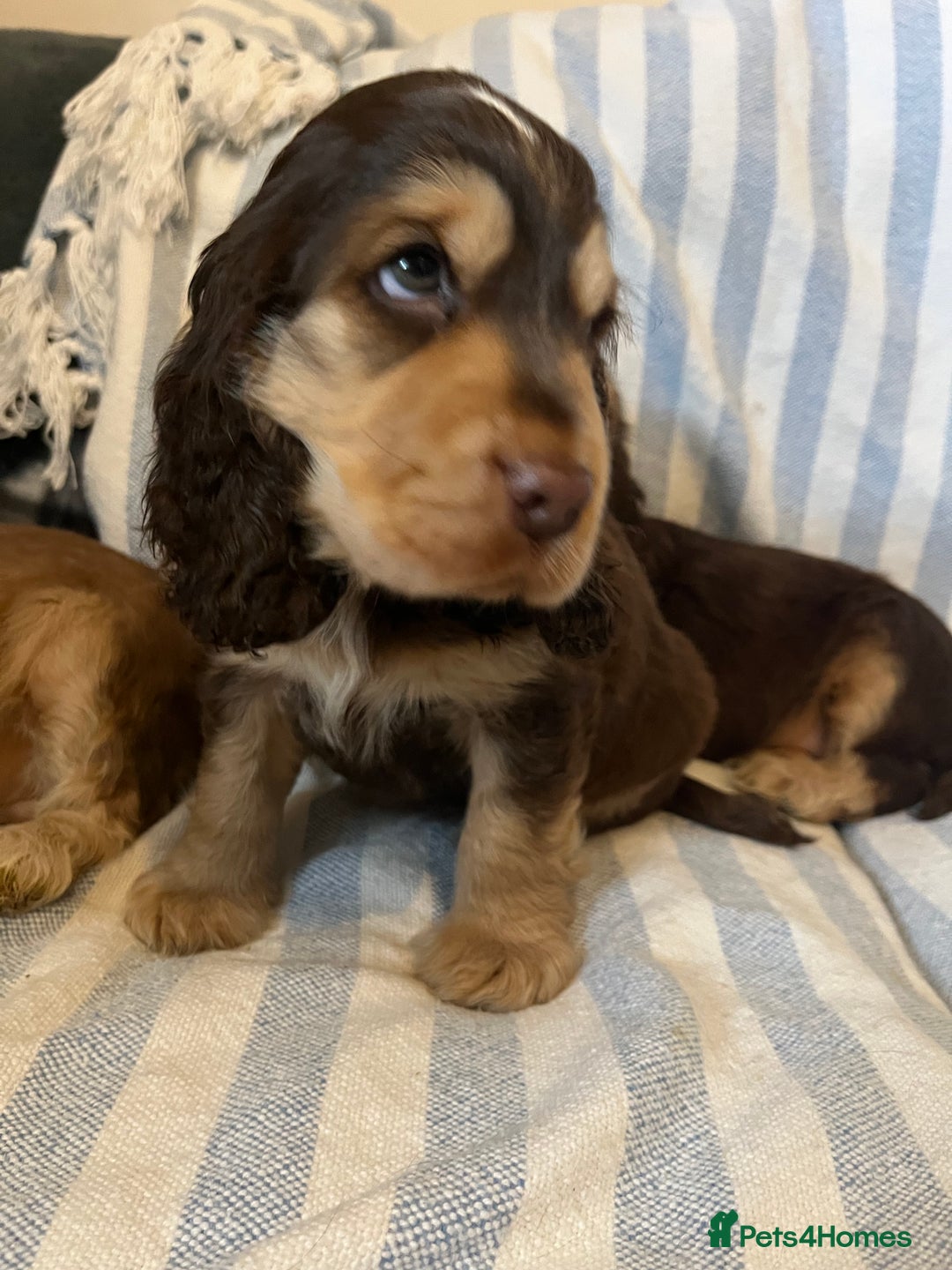 Cocker Spaniel dogs for sale: ADORABLE KC REG SHOW TYPE COCKER SPANIEL PUPPIES - Image 8
