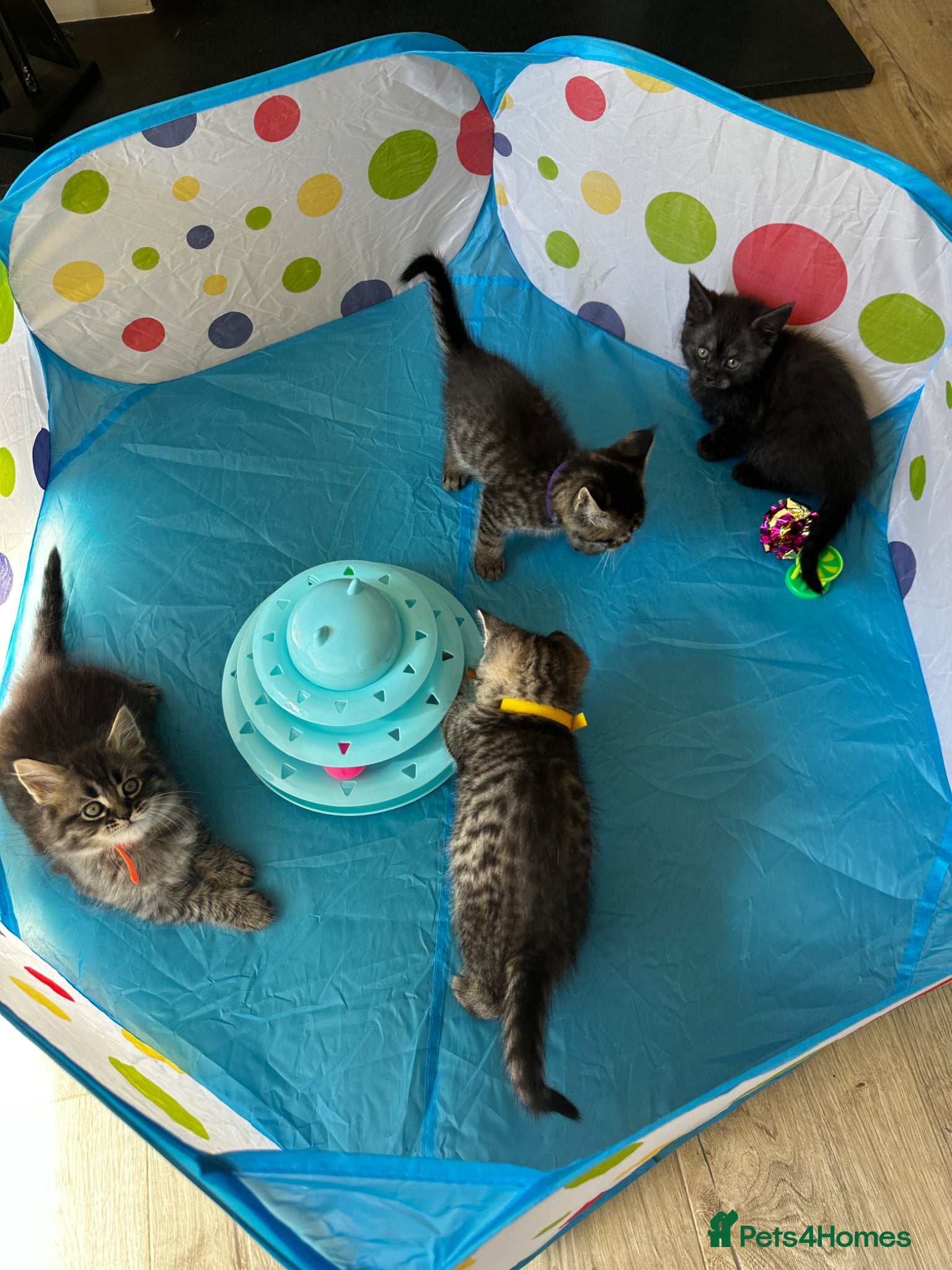 Mixed Breed cats for sale: Maine Coon x British Short Hair Kittens in Cambridge - Advert 19
