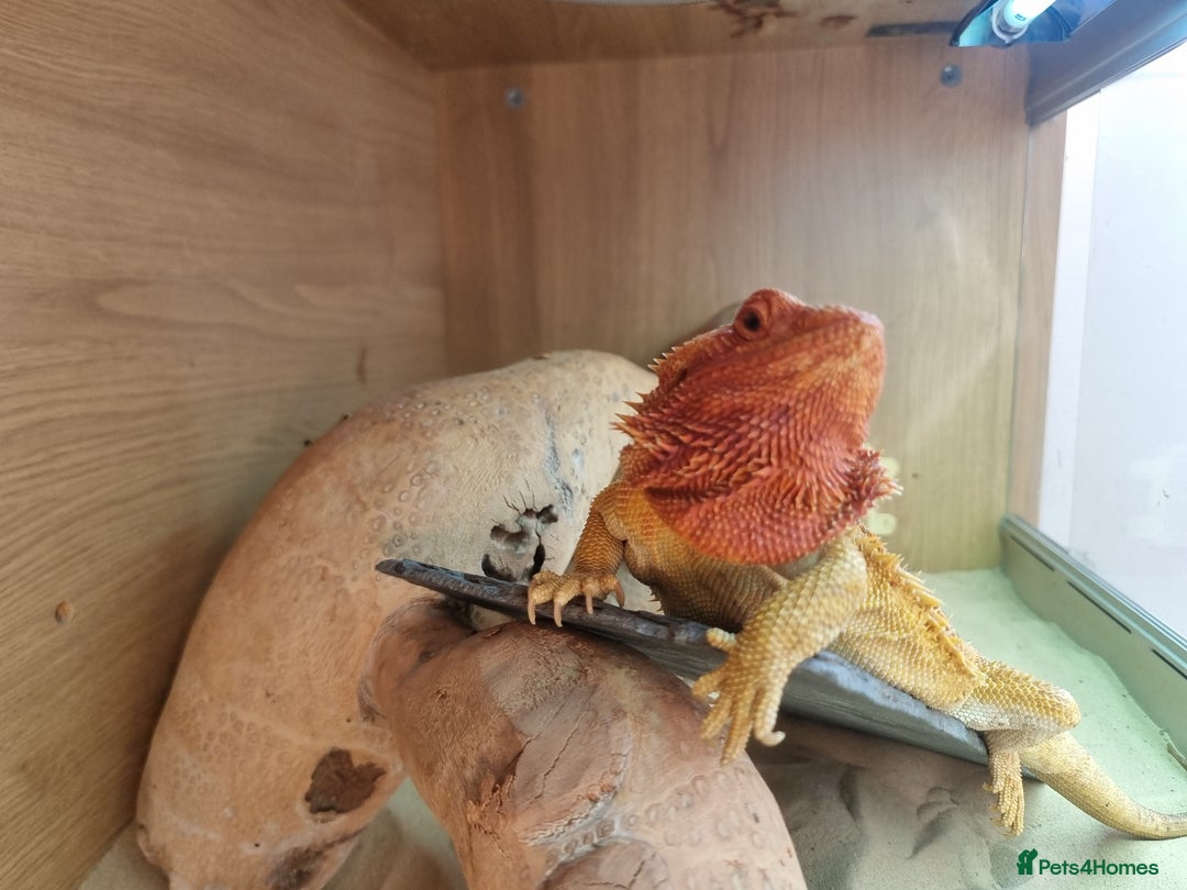 Bearded Dragon reptiles for sale: Bearded dragon and setup looking to be rehomed - Advert 5