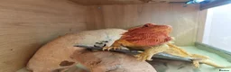 Bearded Dragon reptiles for sale: Bearded dragon and setup looking to be rehomed - Advert 5