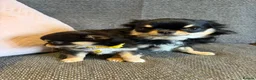 Chihuahua dogs for sale: 1 TINY KC REG boy ready to go to new home now - Advert 6