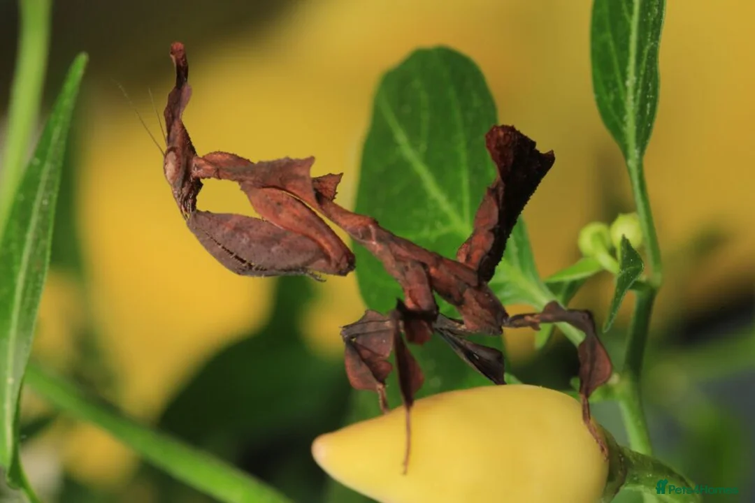 Praying Mantis invertebrates for sale: Ghost Mantis Ootheca - Phyllocrania paradoxa - Advert 1