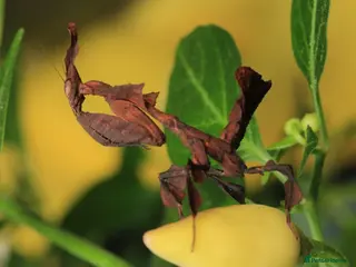 Praying Mantis invertebrates Ghost Mantis Ootheca - Phyllocrania paradoxa - Advert 1