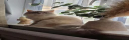 Ragdoll cats for sale: Ragdoll kittens - Advert 3