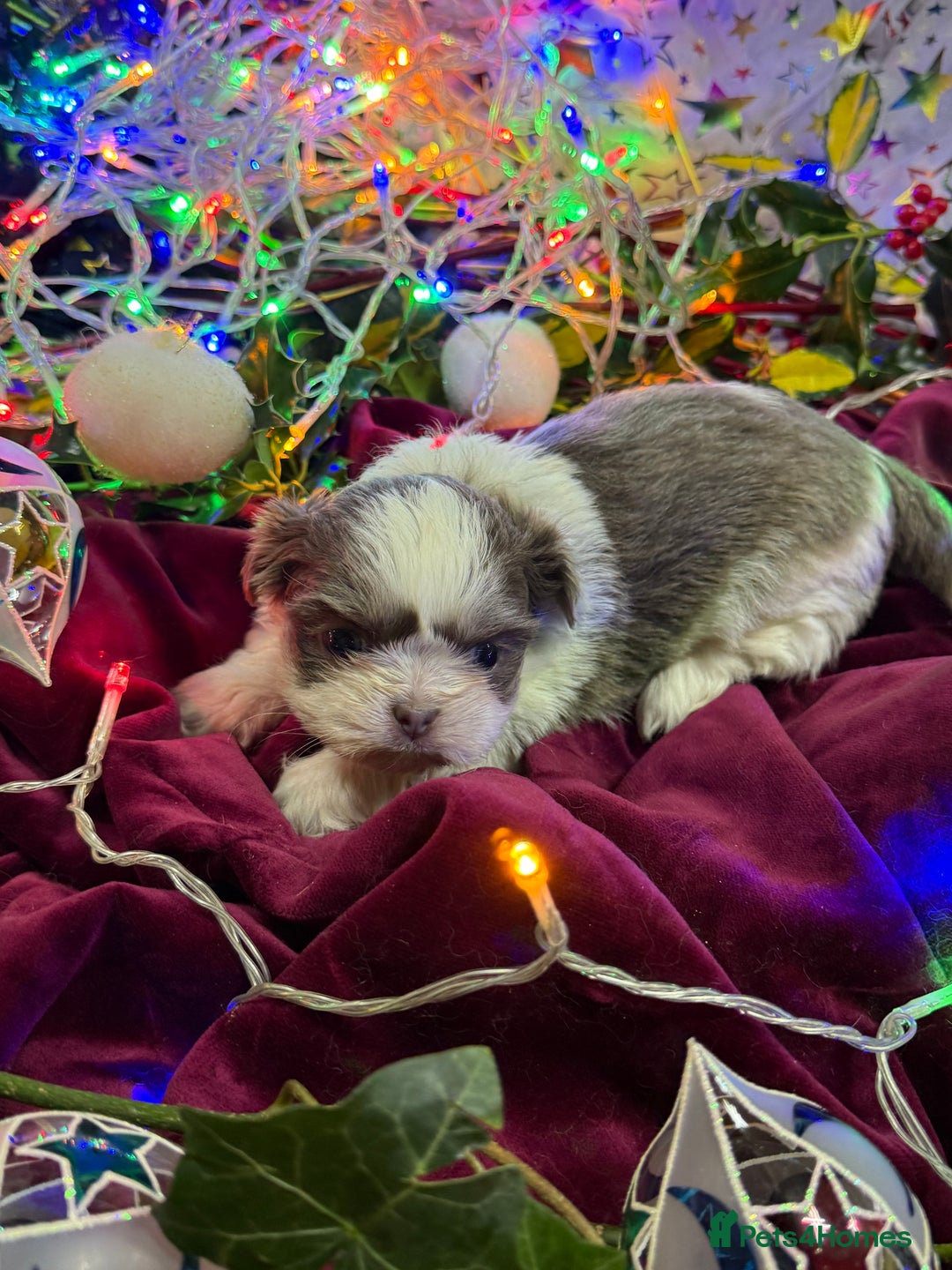 Shih Tzu dogs for sale: READY NOW …Special prices on pups POA  - Advert 3