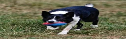 Border Collie dogs for adoption: Meet Max, looking for a new family or foster home - Advert 3