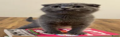 Scottish Fold Male Kitten 2