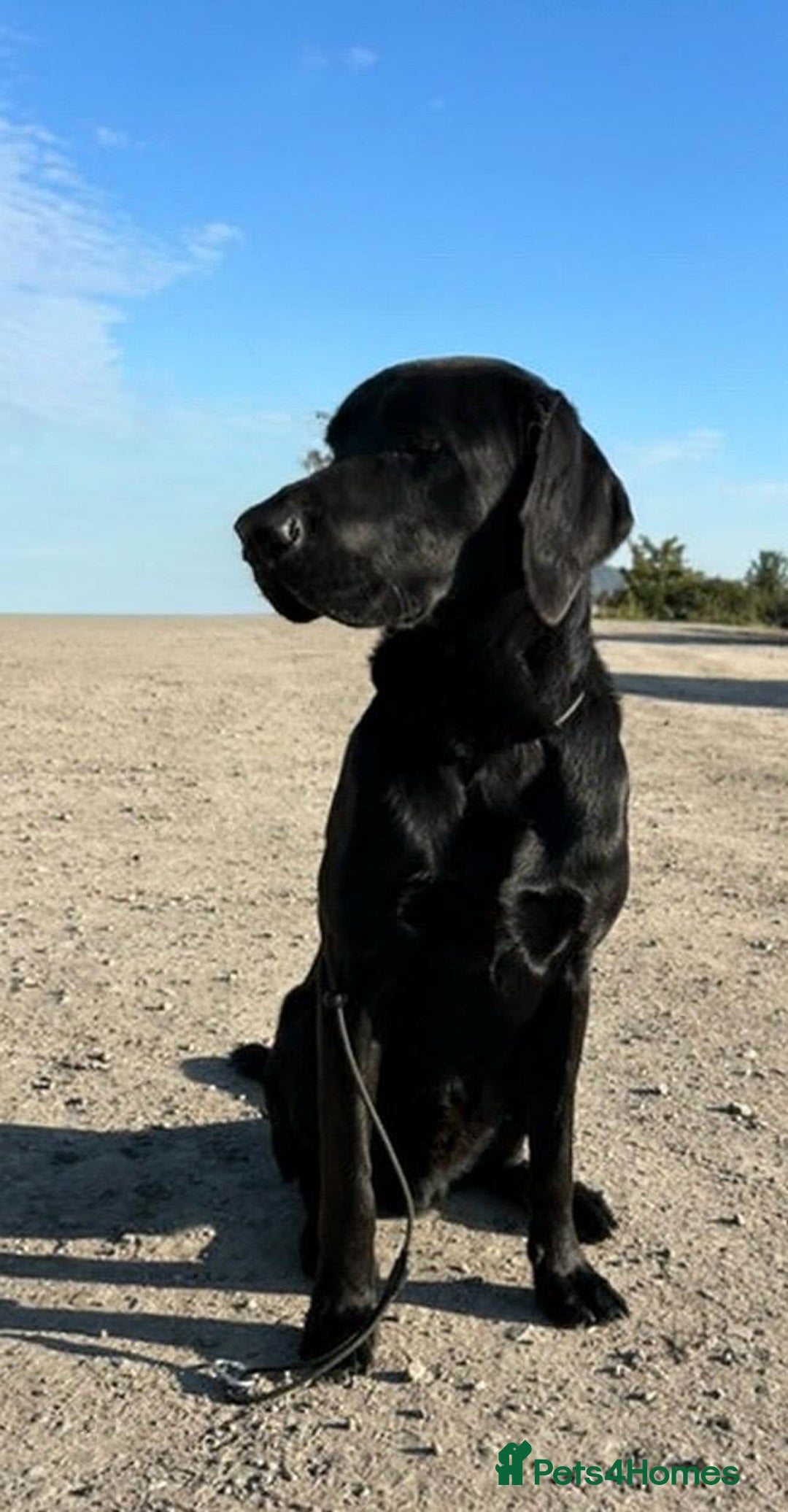Labrador Retriever dogs for sale: Gorgeous Black Labrador - Advert 1