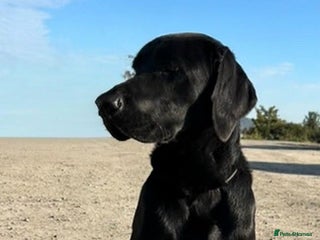 Labrador Retriever dogs Gorgeous Black Labrador - Advert 1