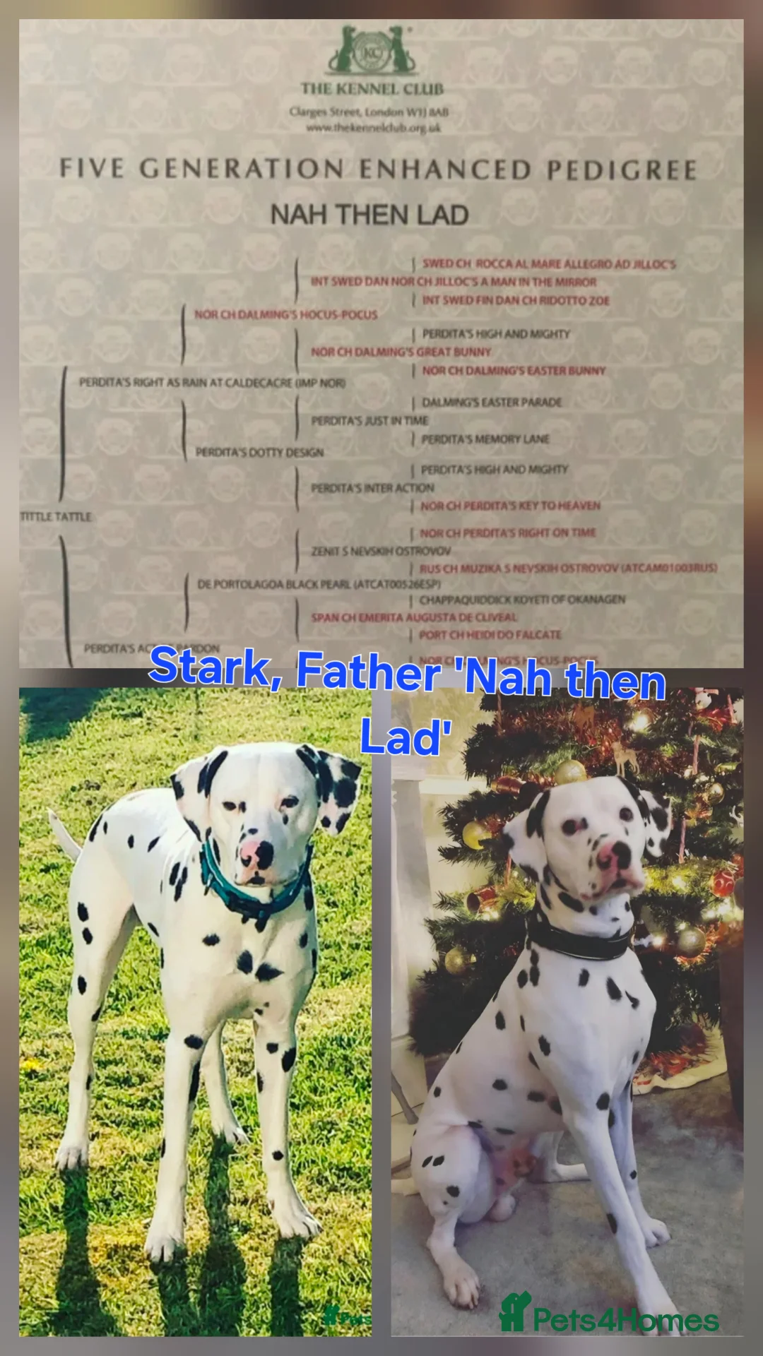 Dalmatian dogs for sale: Exciting litter due mid march! - Advert 4