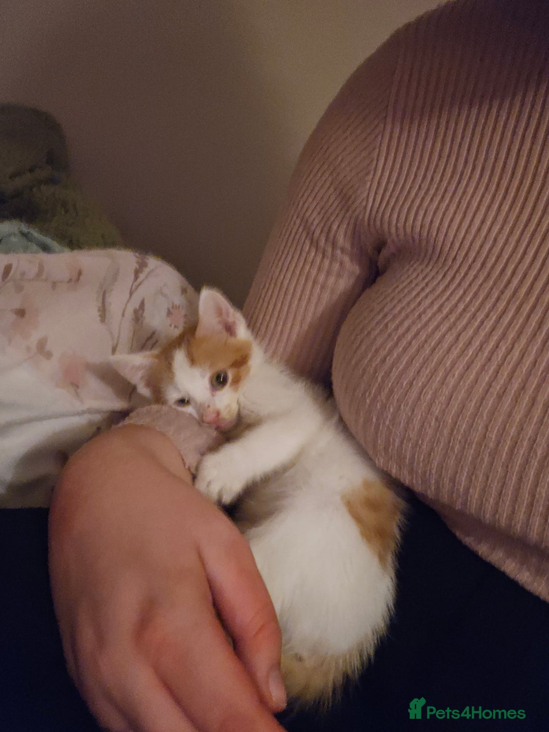 Mixed Breed cats for sale: 2 beautiful boys - Advert 5