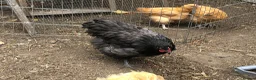 Chickens poultry for sale: Orpington Cockerels  - Advert 3