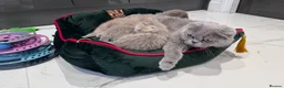 Scottish Fold cats for sale: Scottish fold full pedigree  - Advert 3