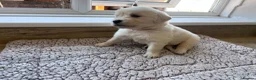 Golden Retriever dogs for sale: Health tested and KC-stunning golden retrievers  - Advert 5