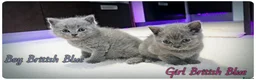 British Shorthair cats for sale: Pure British Blue Shorthair Kittens - Advert 4