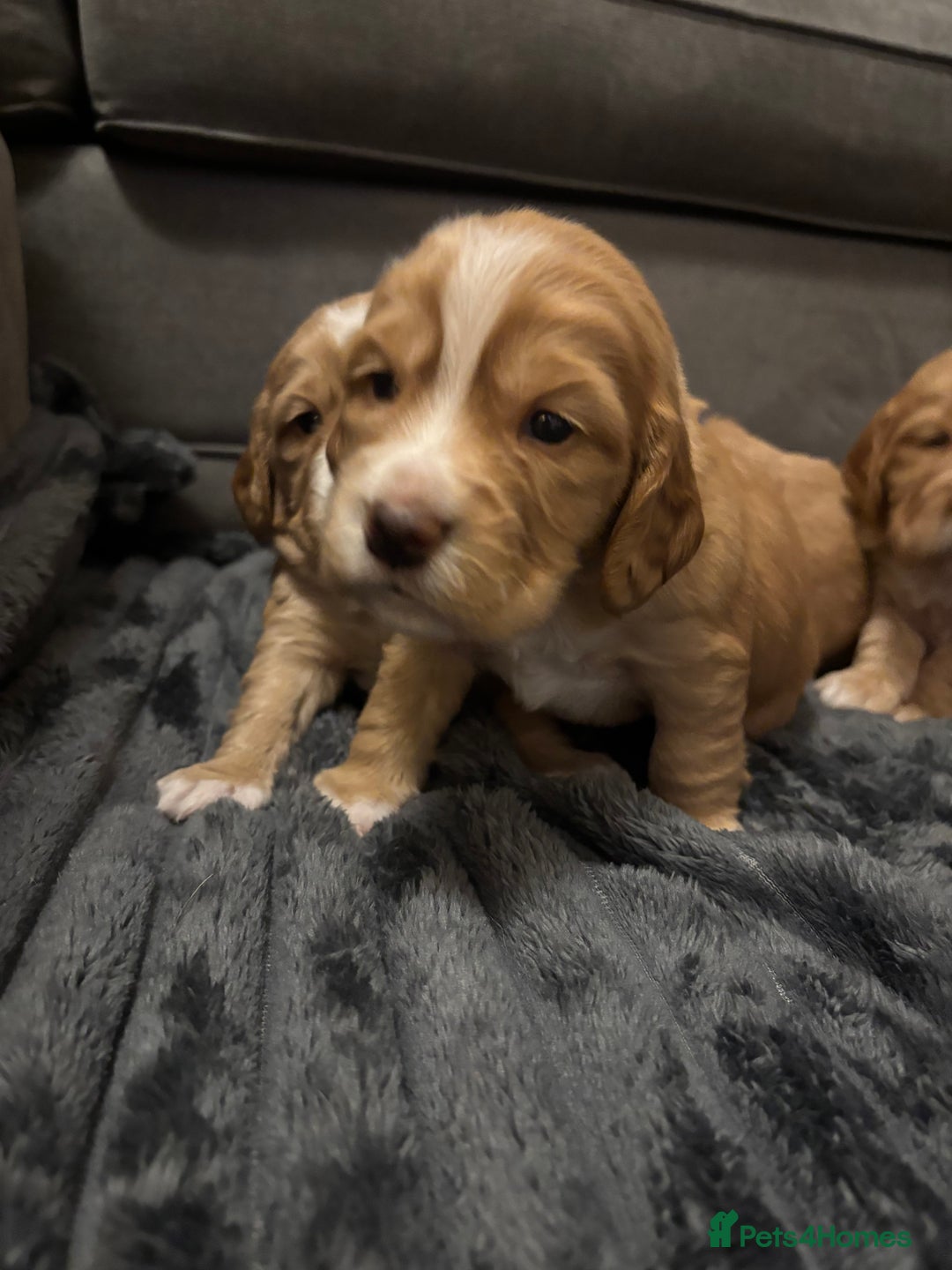 Cocker Spaniel dogs for sale: Cocker spaniel puppies for sale  - Advert 8