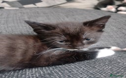 Mixed Breed cats for sale: Kittens  - Image 6