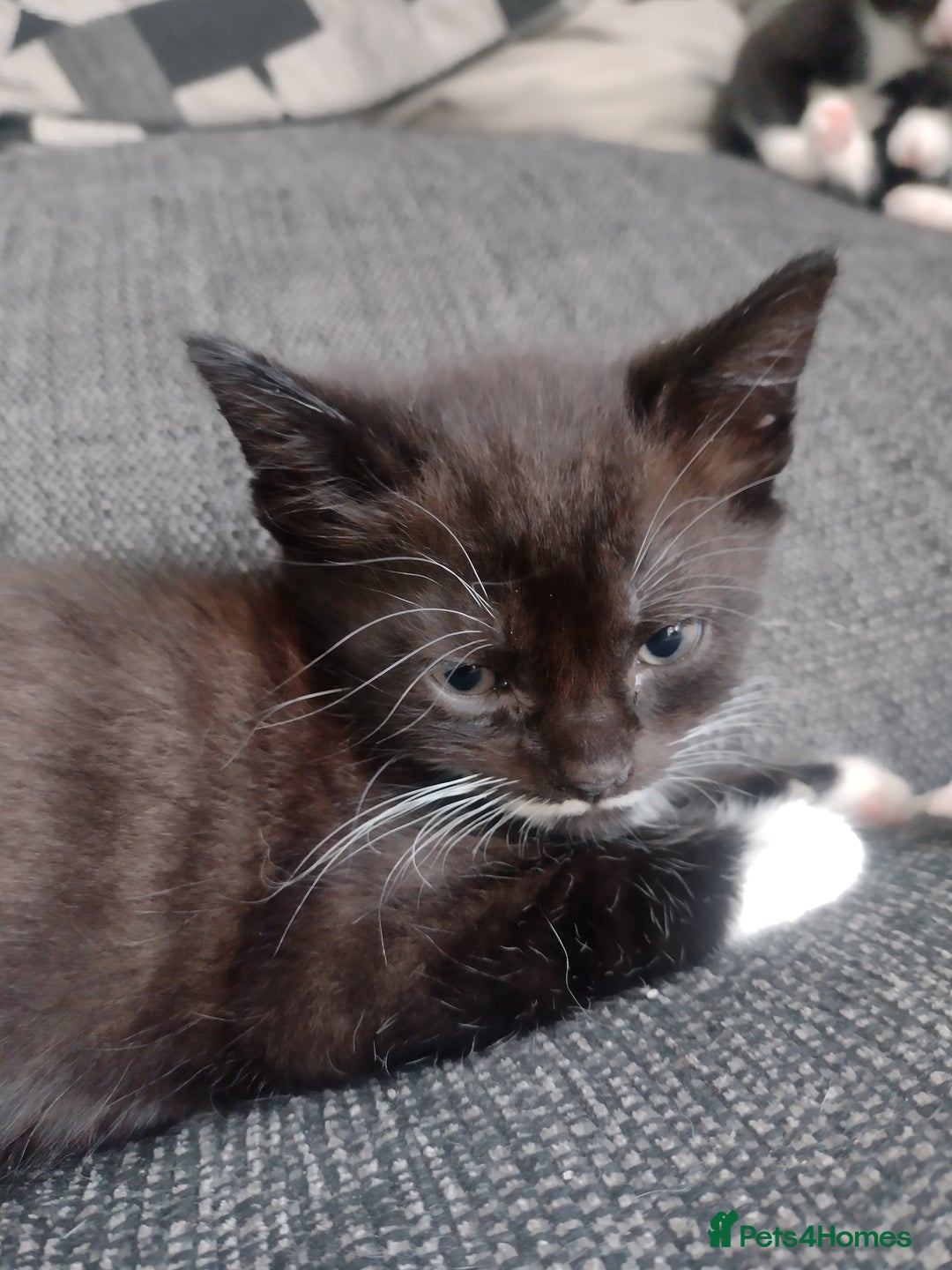 Mixed Breed cats for sale: Kittens  - Image 6