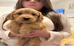 Cavapoo dogs for sale: 1 cavapoo girl ready to go next week - Image 3