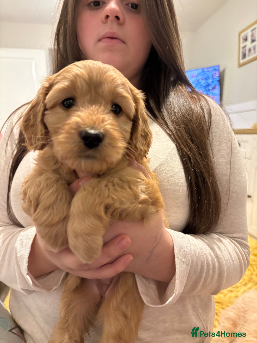 Cavapoo dogs for sale: 1 cavapoo girl ready to go next week - Image 3