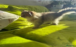 British Longhair cats for sale: Last British Longhair kitten  - Advert 18