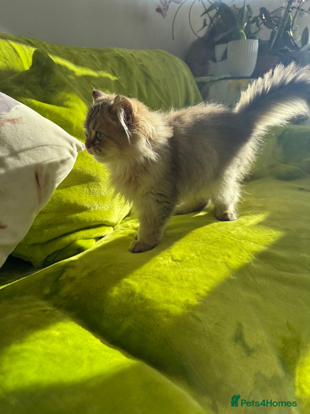 British Longhair cats for sale: Last British Longhair kitten  - Advert 18