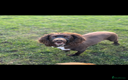 German Shepherd dogs for sale: URGENT home needed for my dogs - Image 23