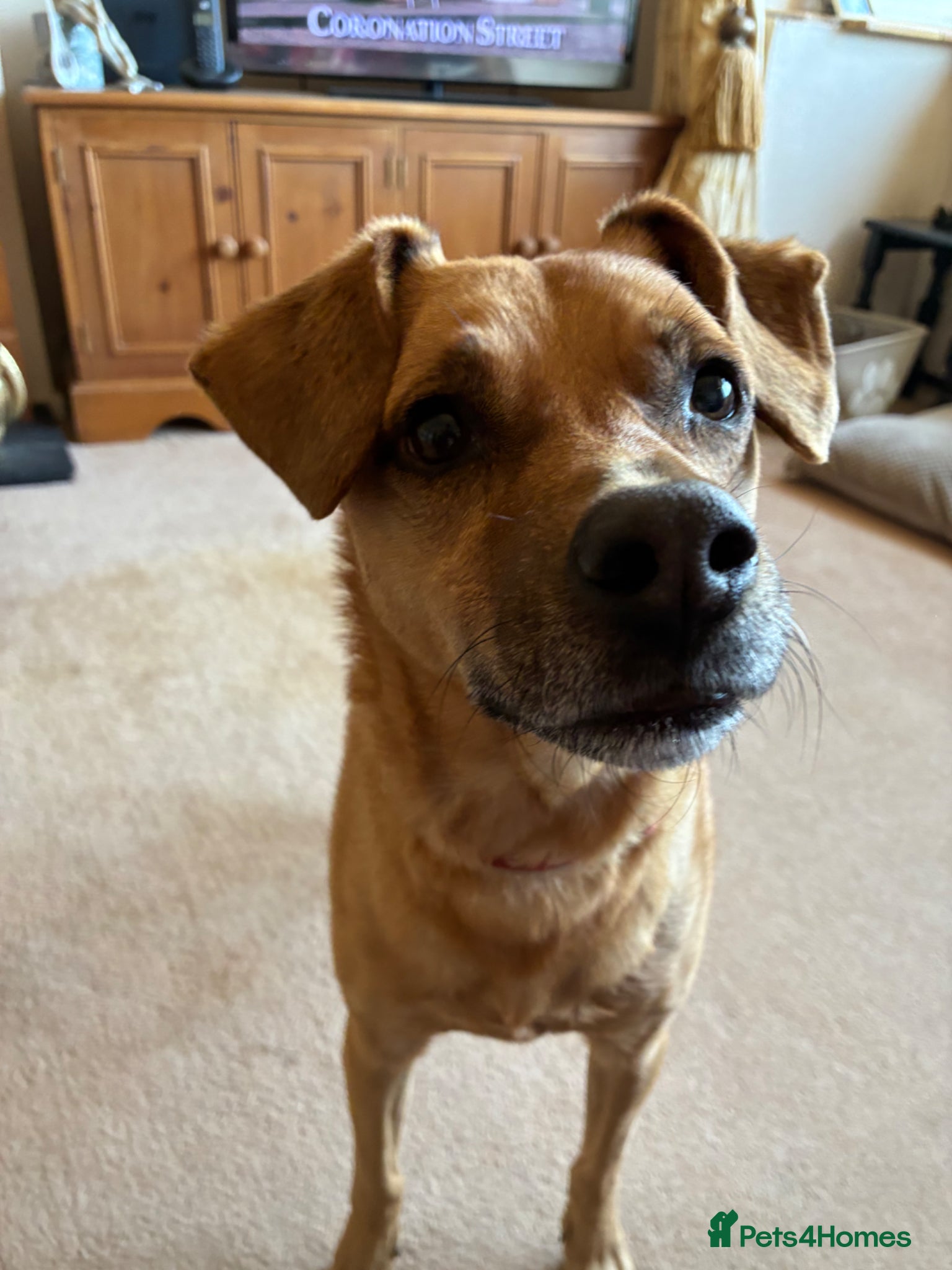 Mixed Breed dogs Peanut  - Advert 1