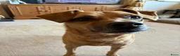 Mixed Breed dogs for sale: Peanut  - Advert 1