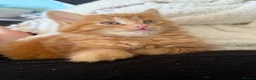 Mixed Breed cats for sale: Persian cross ginger male kittens X4! READY TO GO - Advert 12